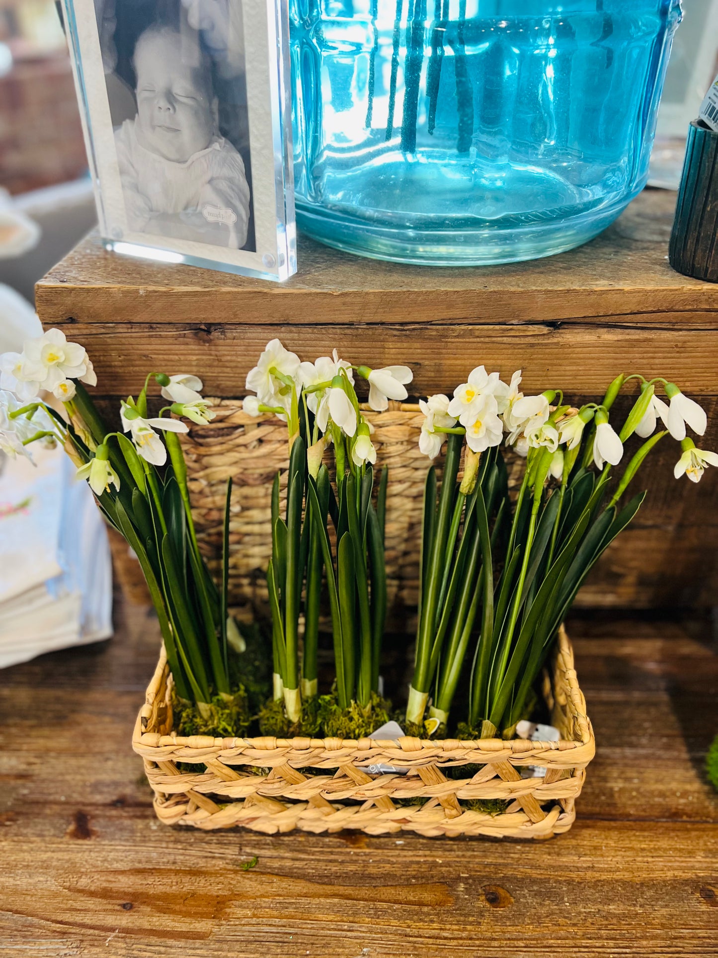 12" Snowdrop Plant Drop In
